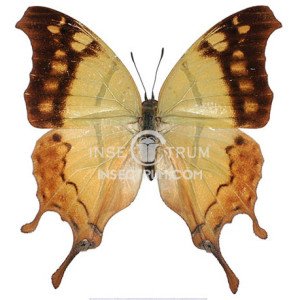 CHARAXES BETANIMENA